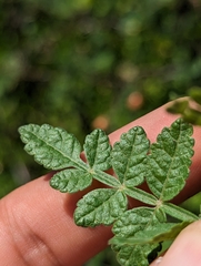 Bursera littoralis (Bursera littoralis)
