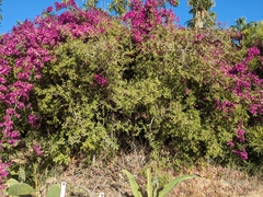 Bursera littoralis (Bursera littoralis)