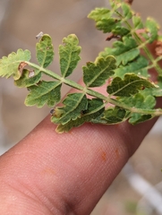 Bursera littoralis (Bursera littoralis)