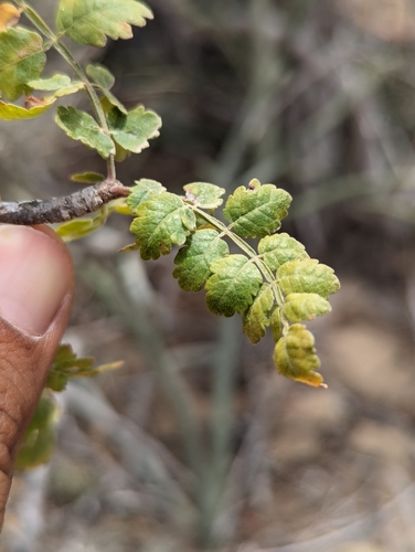 Bursera littoralis (Bursera littoralis)