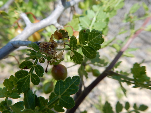 Bursera littoralis (Bursera littoralis)