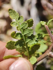 Bursera littoralis (Bursera littoralis)