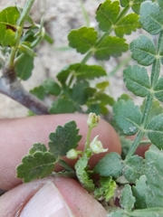 Bursera littoralis (Bursera littoralis)