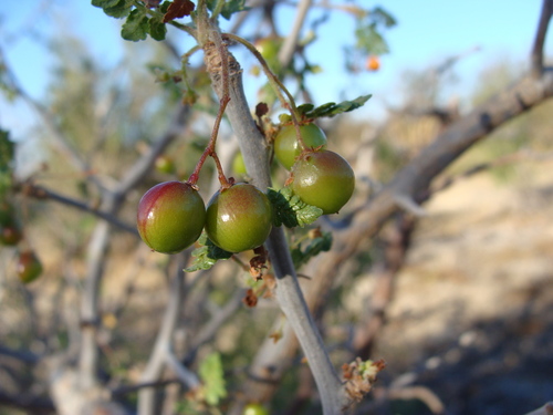 Bursera littoralis (Bursera littoralis)