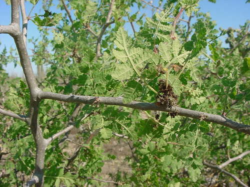 Bursera littoralis (Bursera littoralis)