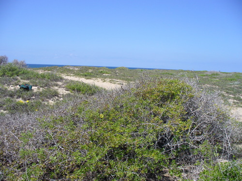 Bursera littoralis (Bursera littoralis)