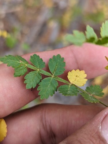 Bursera littoralis (Bursera littoralis)
