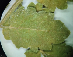Bursera littoralis (Bursera littoralis)