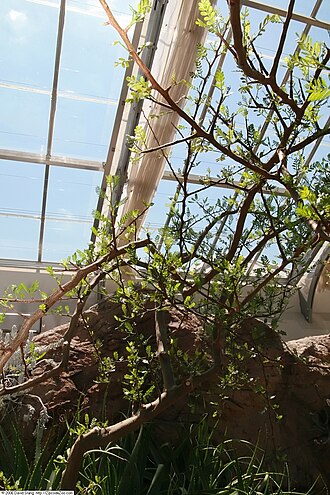 Elephant tree: Location taken: United States Botanic Garden. Names: Bursera microphylla A. Gray, Elephant Tree, Elephant-Tree, Littleleaf Elephant Tree, Malgrandfolia burser C