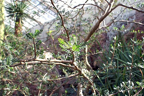 Elephant tree: Location taken: United States Botanic Garden. Names: Bursera microphylla A. Gray, Elephant Tree, Elephant-Tree, Littleleaf Elephant Tree, Malgrandfolia burser C