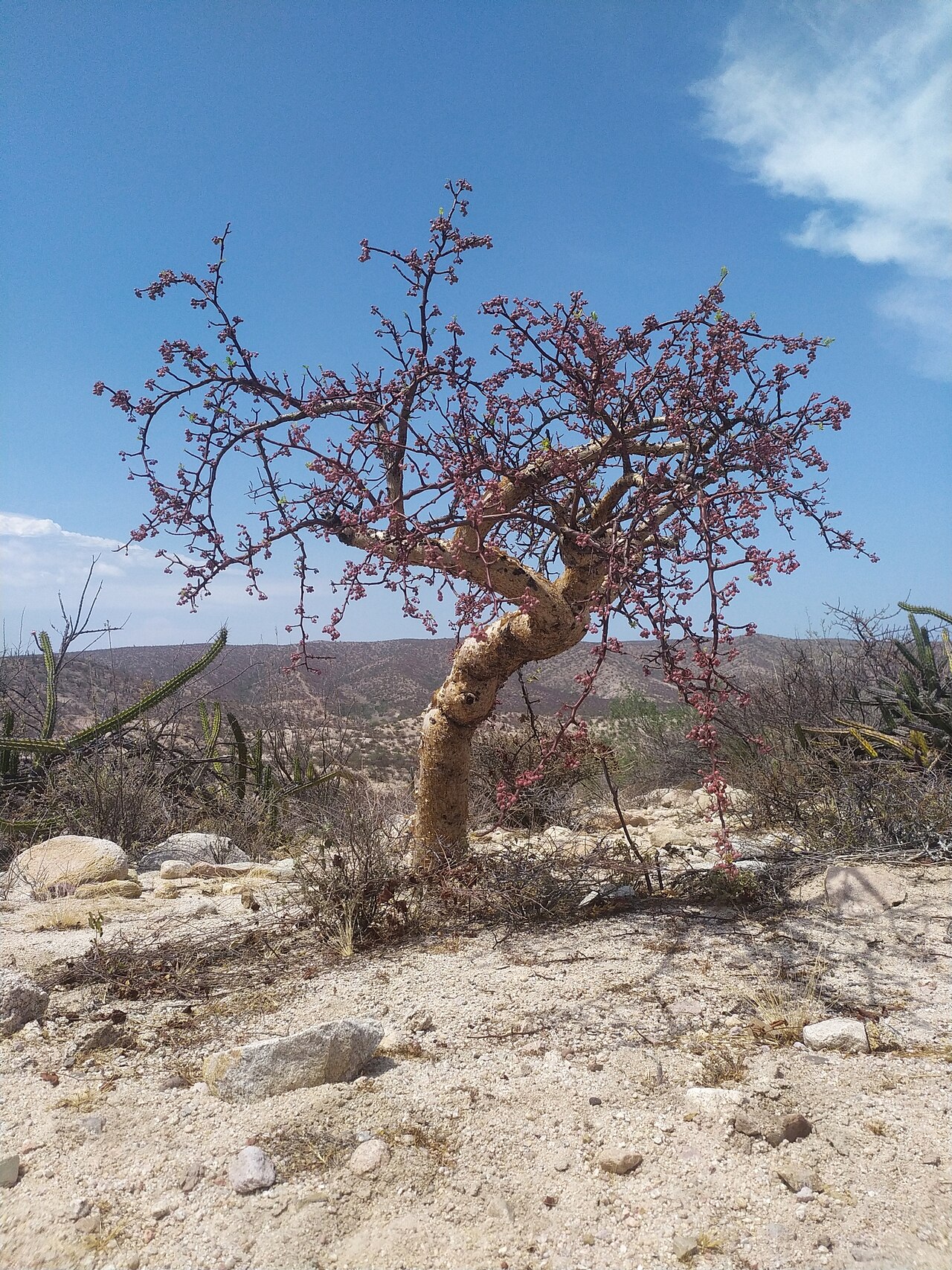 Elephant tree: elephant tree
