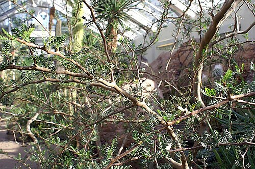 Elephant tree: Location taken: United States Botanic Garden. Names: Bursera microphylla A. Gray, Elephant Tree, Elephant-Tree, Littleleaf Elephant Tree, Malgrandfolia burser C
