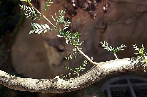 Elephant tree: Location taken: United States Botanic Garden. Names: Bursera microphylla A. Gray, Elephant Tree, Elephant-Tree, Littleleaf Elephant Tree, Malgrandfolia burser C