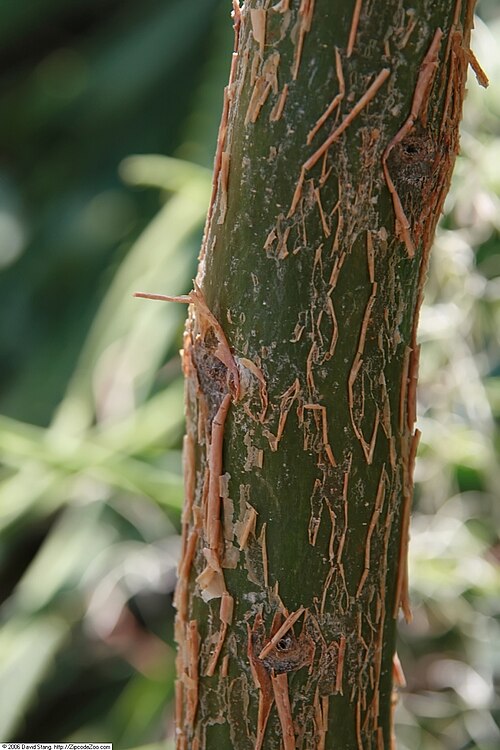 Elephant tree: Location taken: United States Botanic Garden. Names: Bursera microphylla A. Gray, Elephant Tree, Elephant-Tree, Littleleaf Elephant Tree, Malgrandfolia burser C