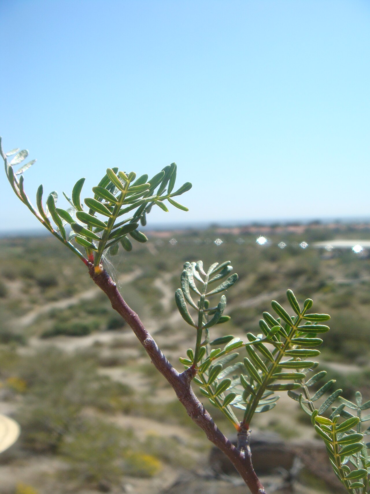 Elephant tree: Bursera microphylla , South Mountain, Phoenix, Arizona
