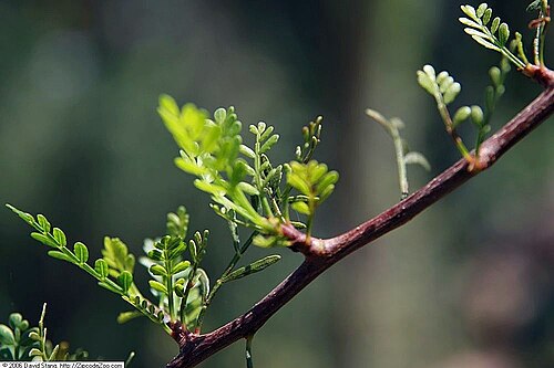 Elephant tree: Location taken: United States Botanic Garden. Names: Bursera microphylla A. Gray, Elephant Tree, Elephant-Tree, Littleleaf Elephant Tree, Malgrandfolia burser C