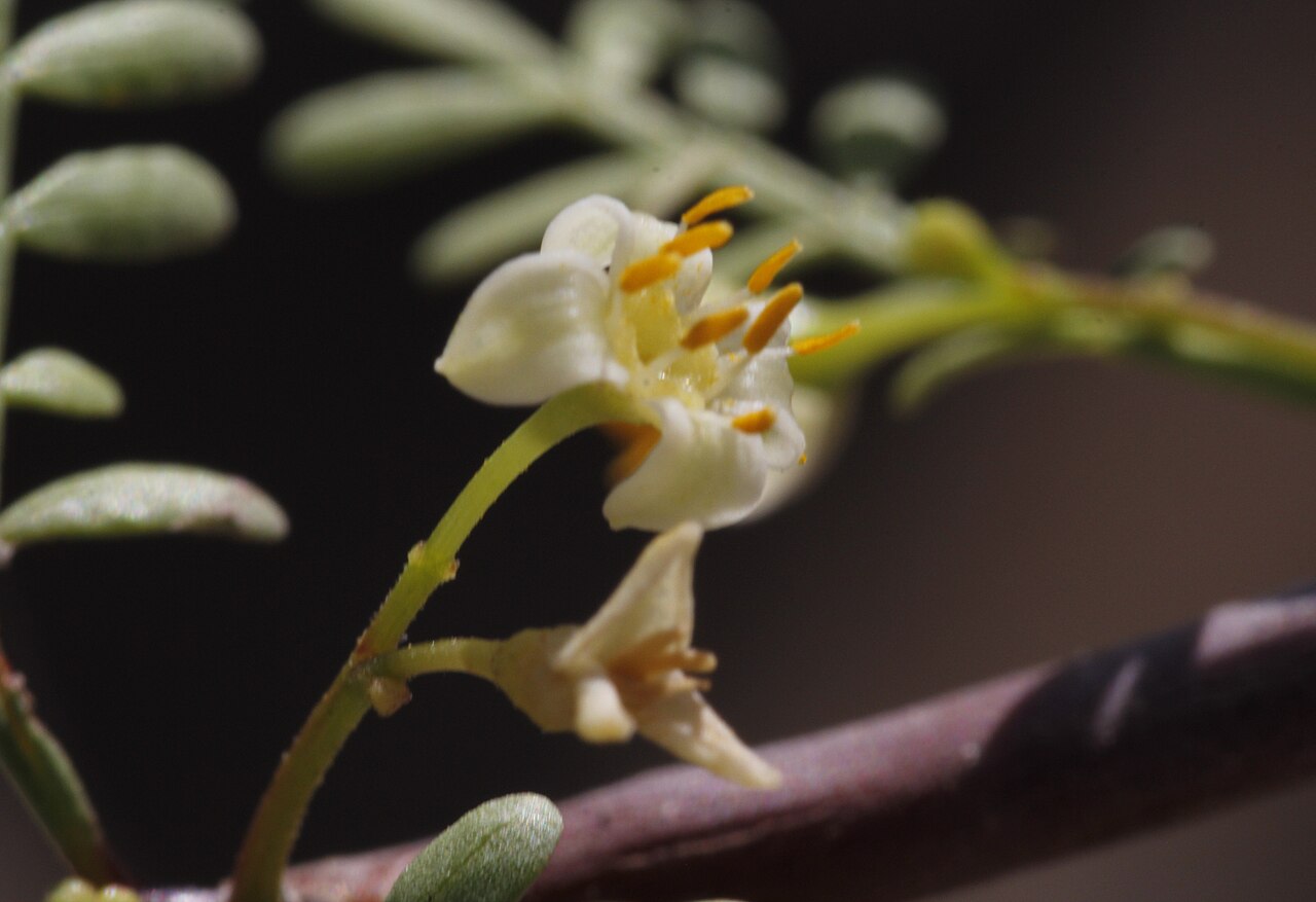 Elephant tree: Flower of the torote shrub