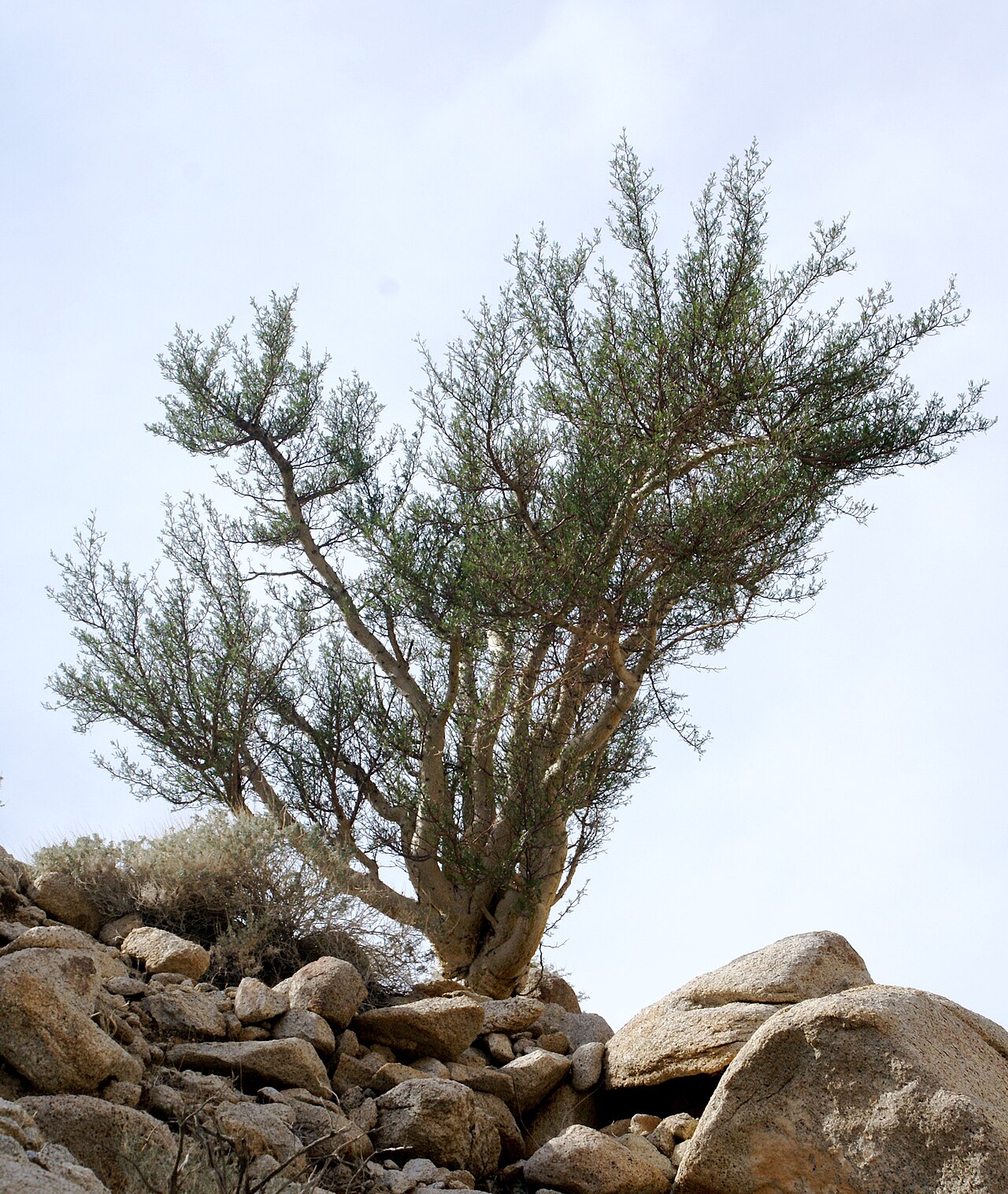 Elephant tree: Bursera microphylla growing in Torote Canyon, Anza Borrego, California
