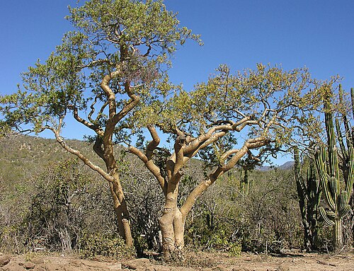 Elephant tree: A tree of the Torchwood Family, Burseraceae, known as Small Leaf Elephant Tree, or here in southern Baja California as Torote Rojo. Photo from the Caladeria are