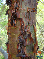 Bursera morelensis (Bursera morelensis)
