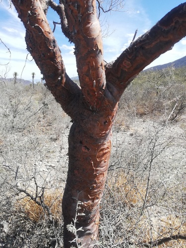 Bursera morelensis (Bursera morelensis)