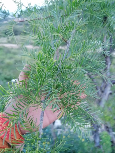 Bursera morelensis (Bursera morelensis)