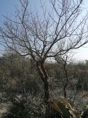 Bursera morelensis (Bursera morelensis)