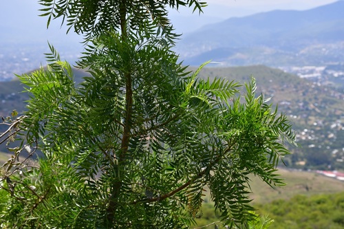Bursera morelensis (Bursera morelensis)