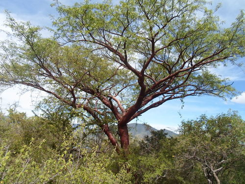 Bursera morelensis (Bursera morelensis)
