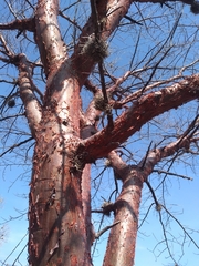 Bursera morelensis (Bursera morelensis)