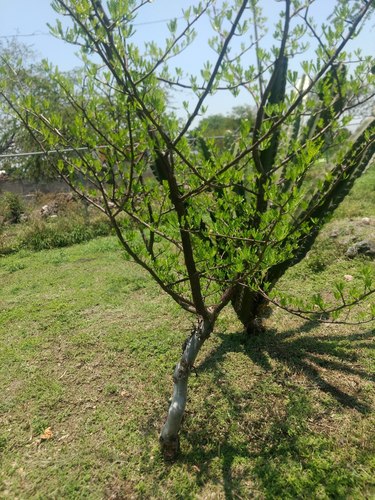 Bursera morelensis (Bursera morelensis)