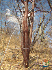 Bursera morelensis (Bursera morelensis)