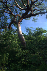 Bursera morelensis (Bursera morelensis)