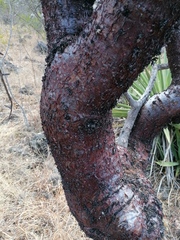 Bursera morelensis (Bursera morelensis)