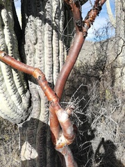 Bursera morelensis (Bursera morelensis)