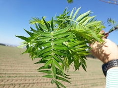 Bursera multijuga (Bursera multijuga)