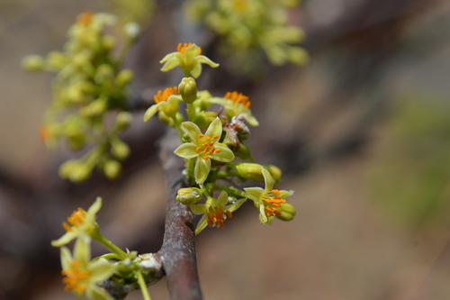 Bursera multijuga (Bursera multijuga)