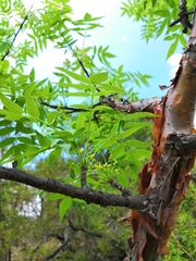 Bursera multijuga (Bursera multijuga)