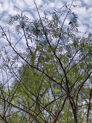Bursera multijuga (Bursera multijuga)