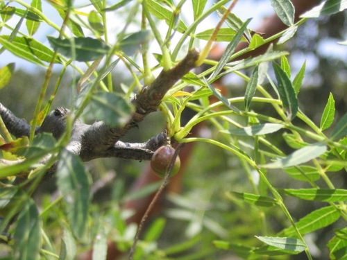 Bursera multijuga (Bursera multijuga)