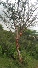 Bursera multijuga (Bursera multijuga)