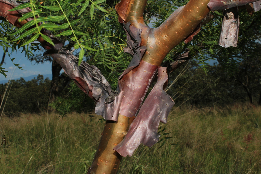 Bursera multijuga (Bursera multijuga)