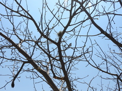 Bursera palmeri (Bursera palmeri)