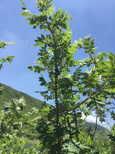 Bursera palmeri (Bursera palmeri)