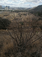 Bursera palmeri (Bursera palmeri)
