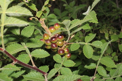 Bursera palmeri (Bursera palmeri)