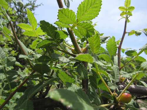 Bursera palmeri (Bursera palmeri)