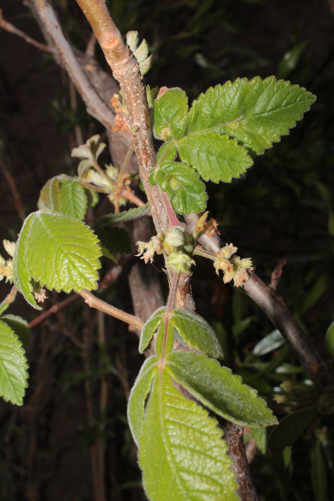Bursera palmeri (Bursera palmeri)