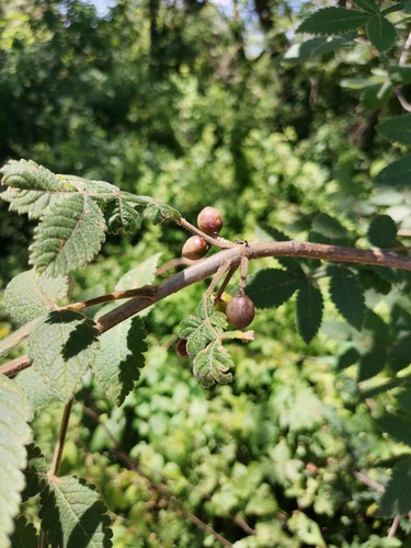 Bursera palmeri (Bursera palmeri)
