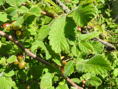 Bursera palmeri (Bursera palmeri)
